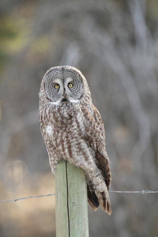 Lac Le Jeune Resort & Nature Centre Kamloops Dış mekan fotoğraf